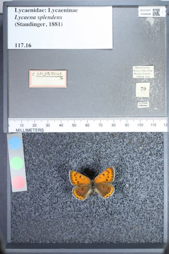 Media type: image;   Entomology 64996